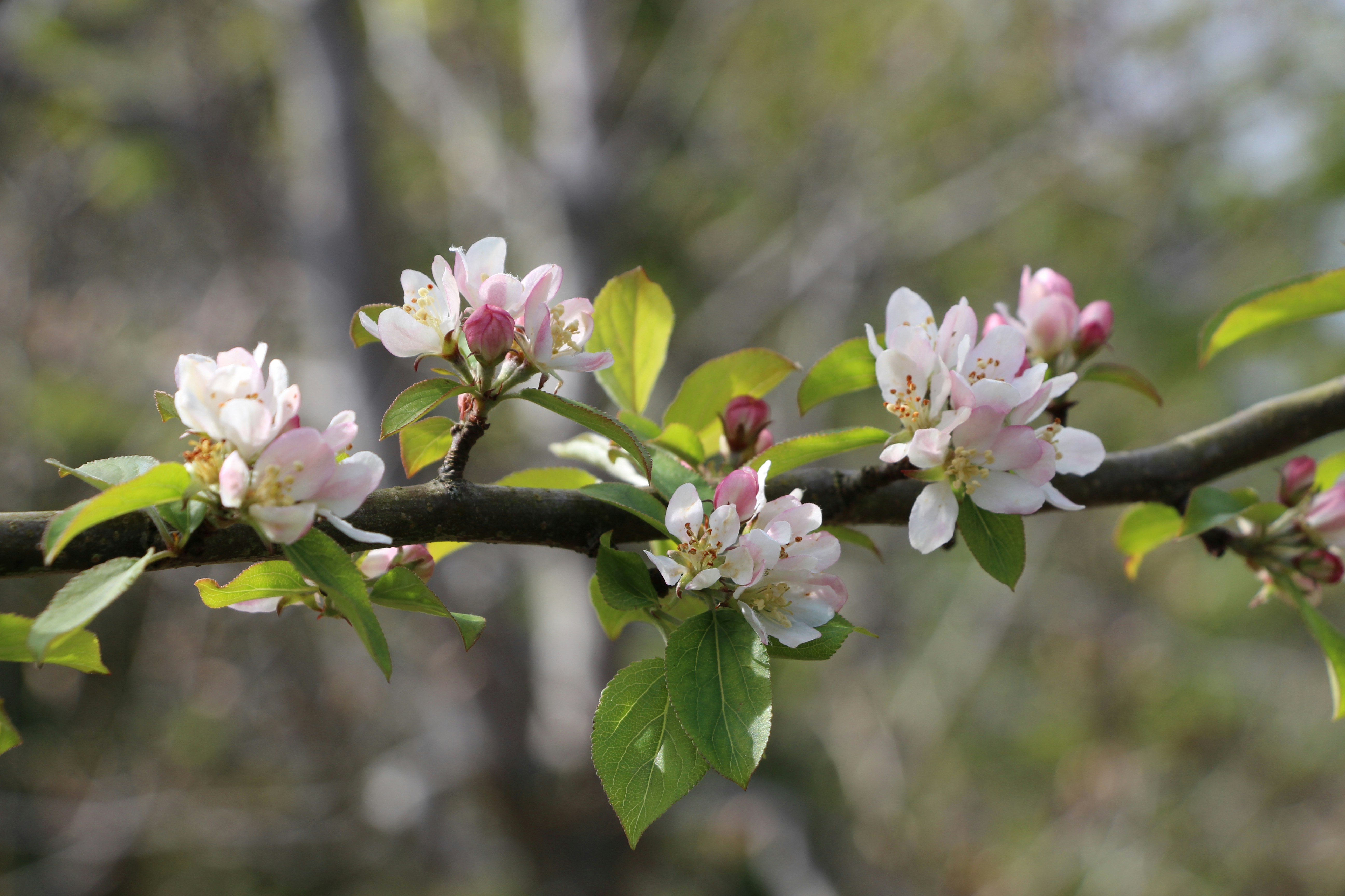 a branch of an apple tree with flowers