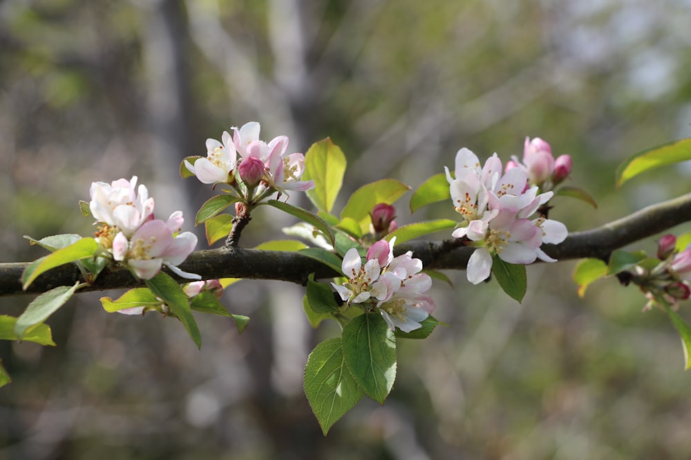 a branch of an apple tree with flowers