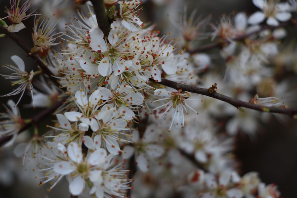 a close up of some white flowers on a tree