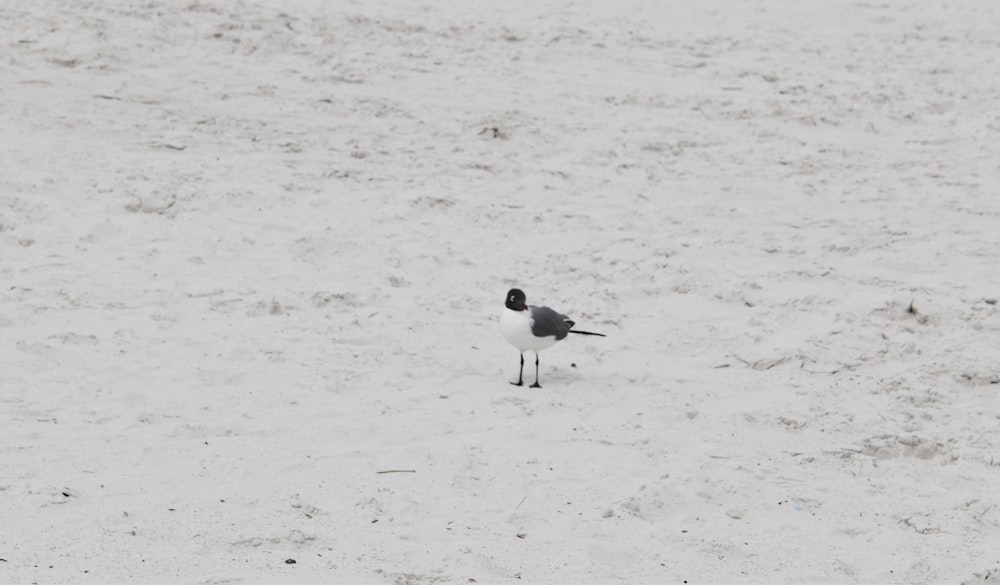 a small bird standing on top of a sandy beach