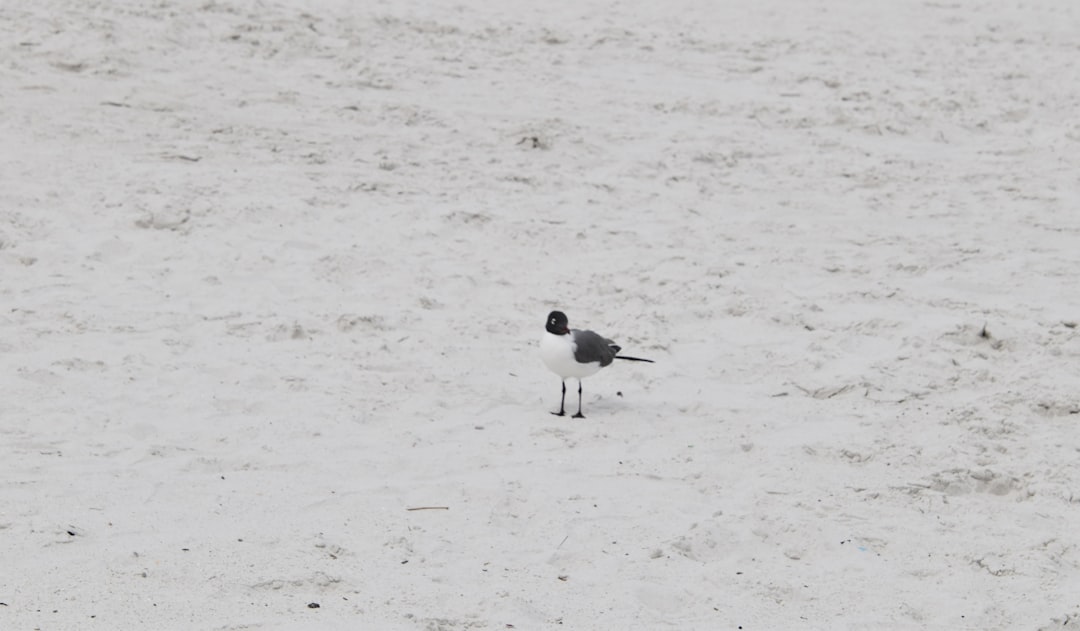 a small bird standing on top of a sandy beach, Lone seagull on the beach posing for a picture!