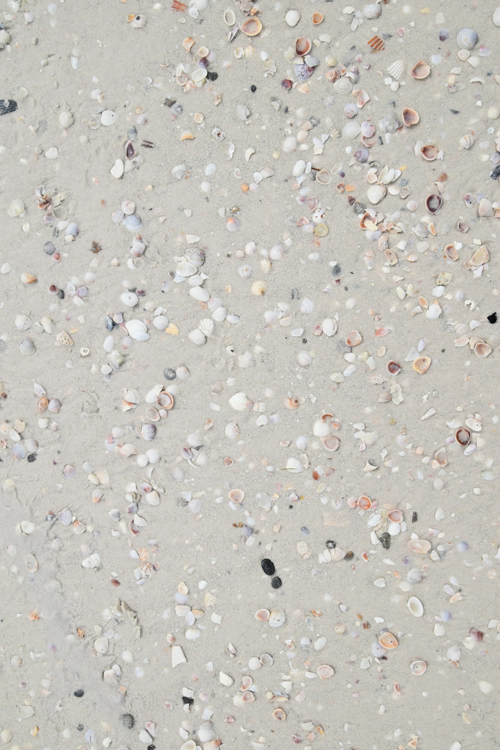 a close up of shells and sand on a beach