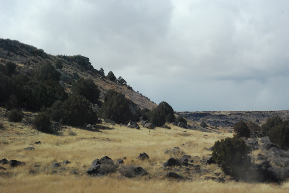 a grassy field with trees on a cloudy day