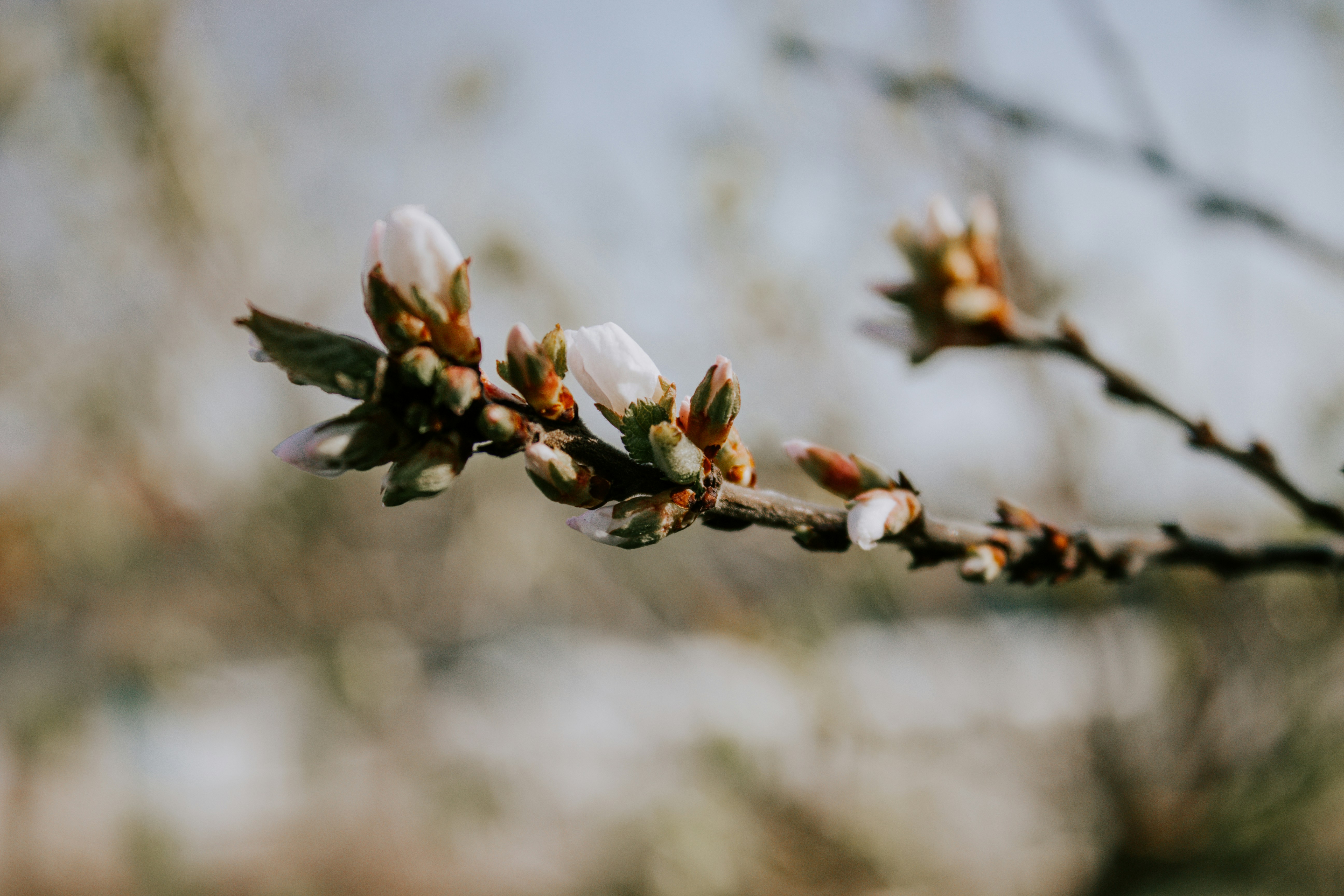 Photo by karinavitvitska