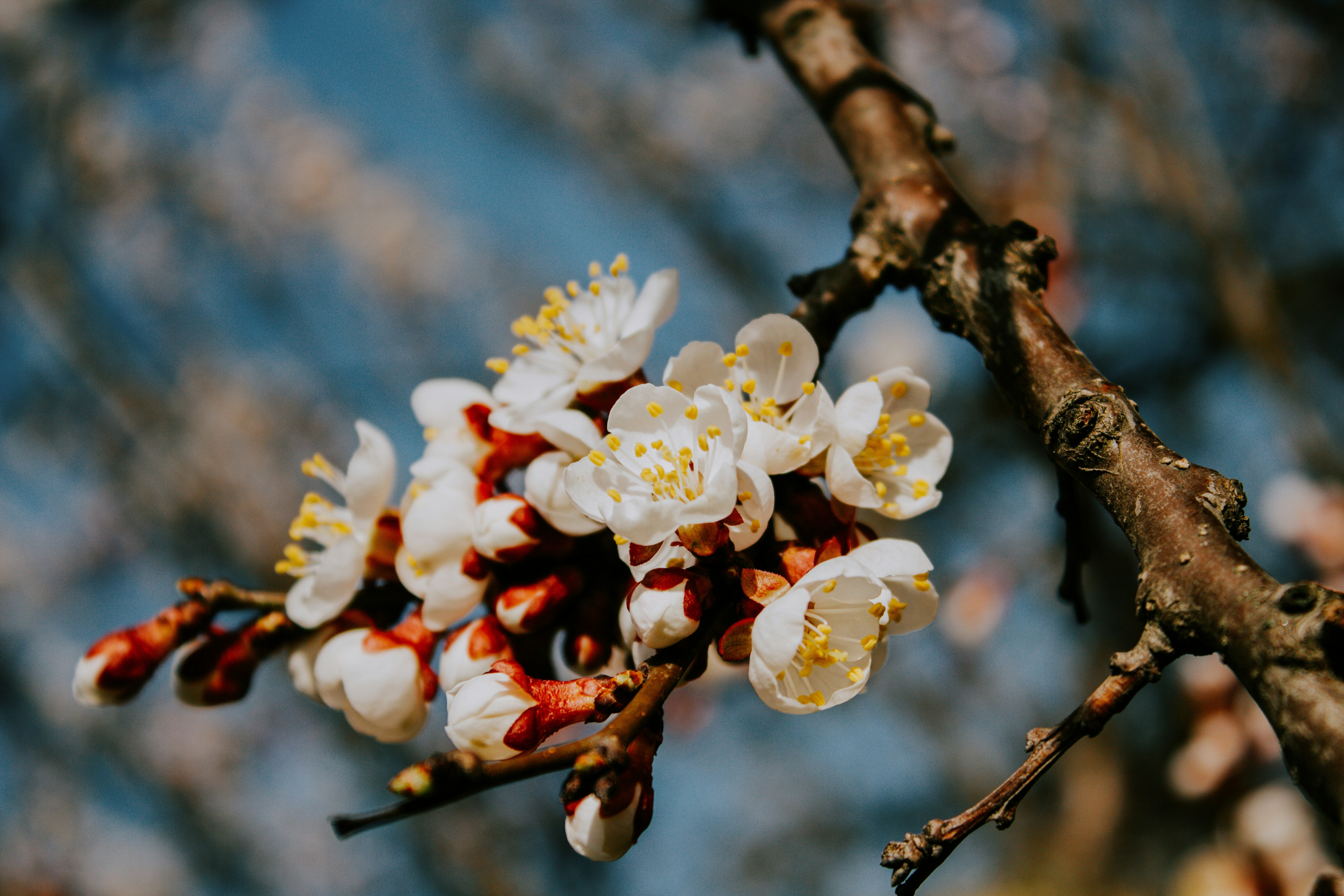 a branch of a tree with white and yellow flowers