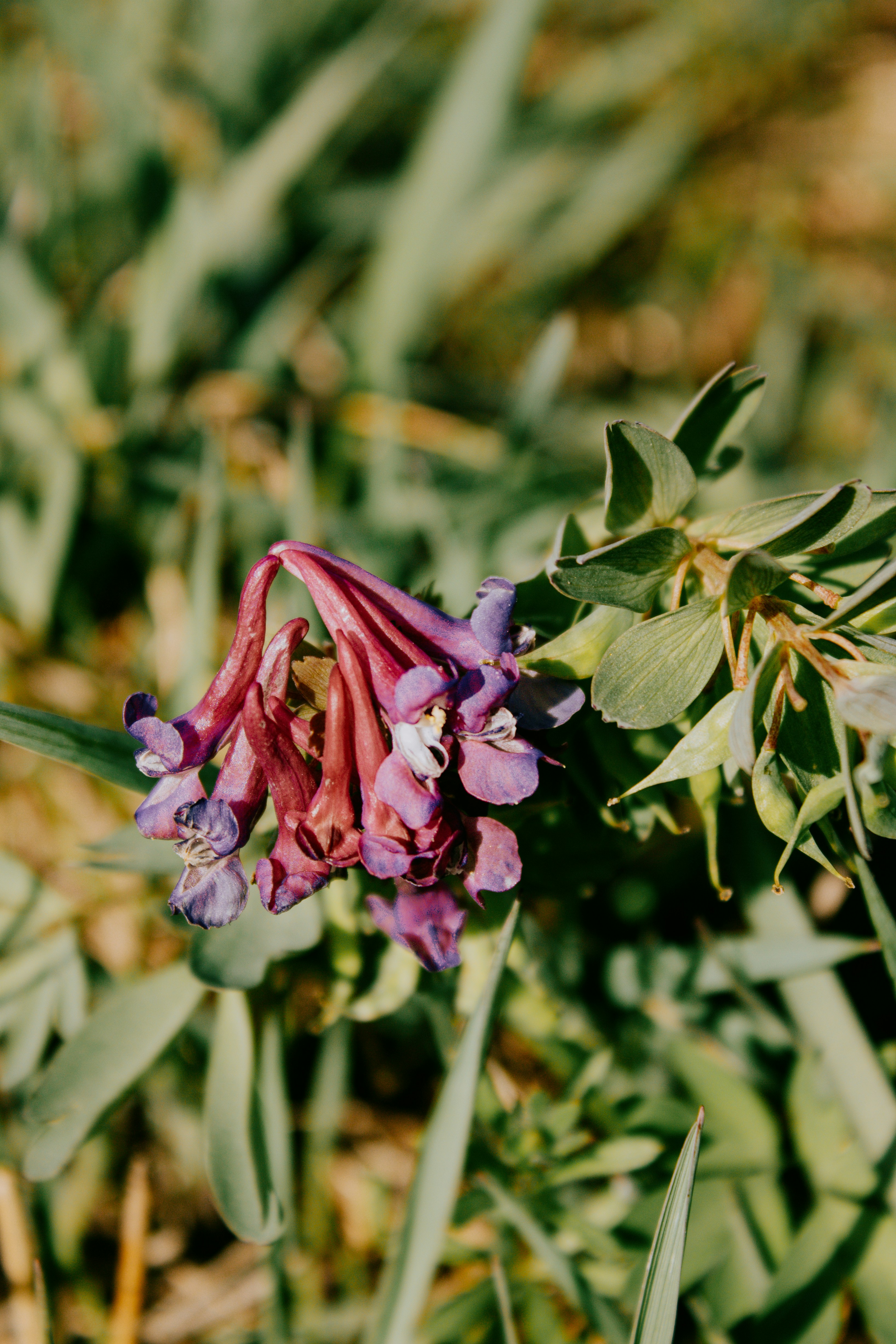 a close up of a flower in a field