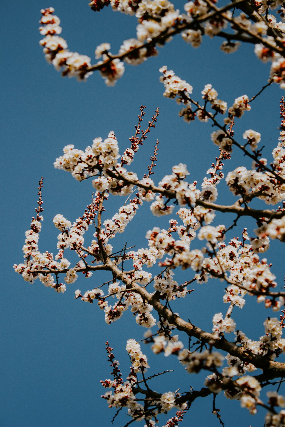 a tree with white flowers and a blue sky in the background