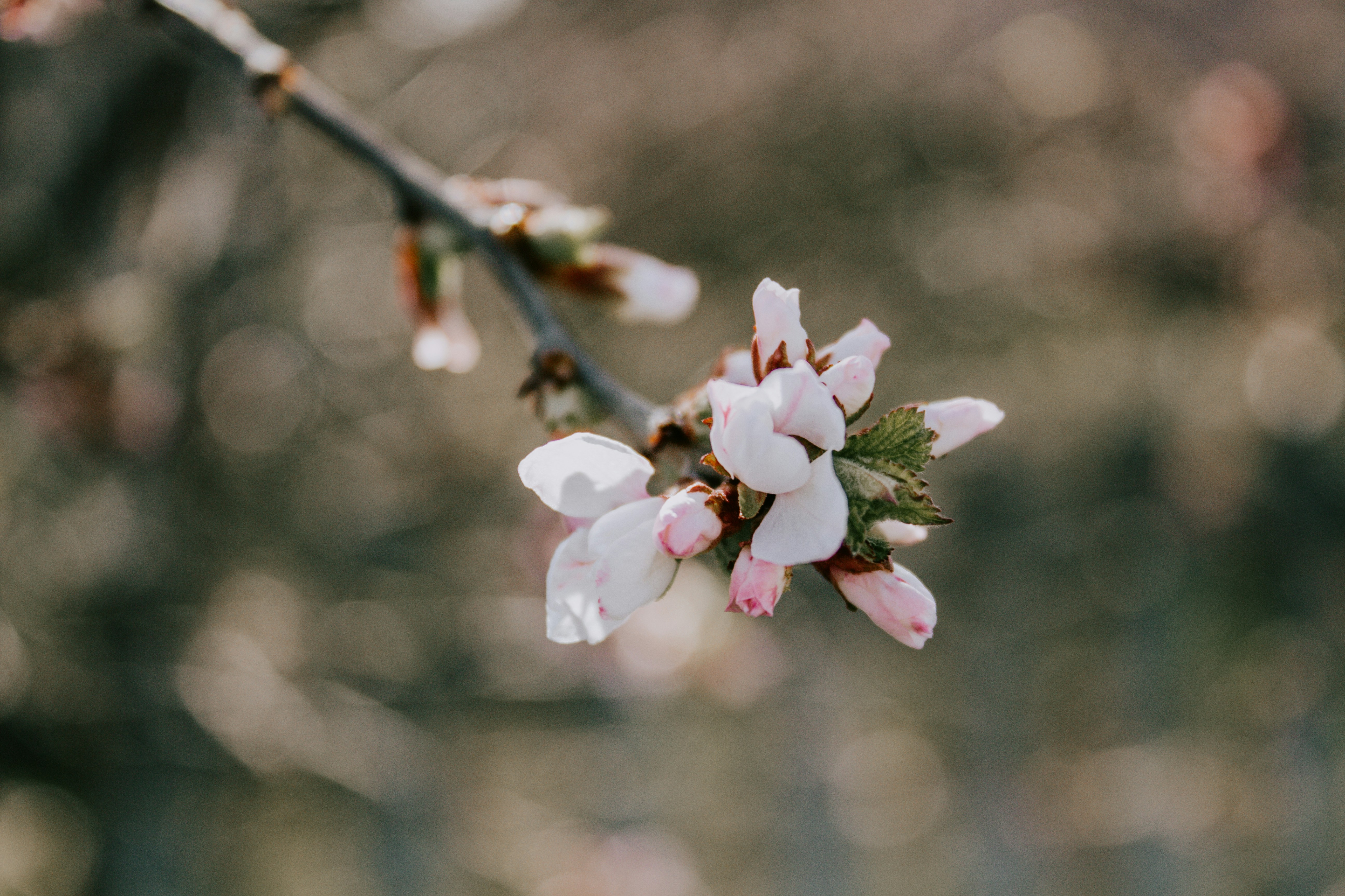 Photo by karinavitvitska