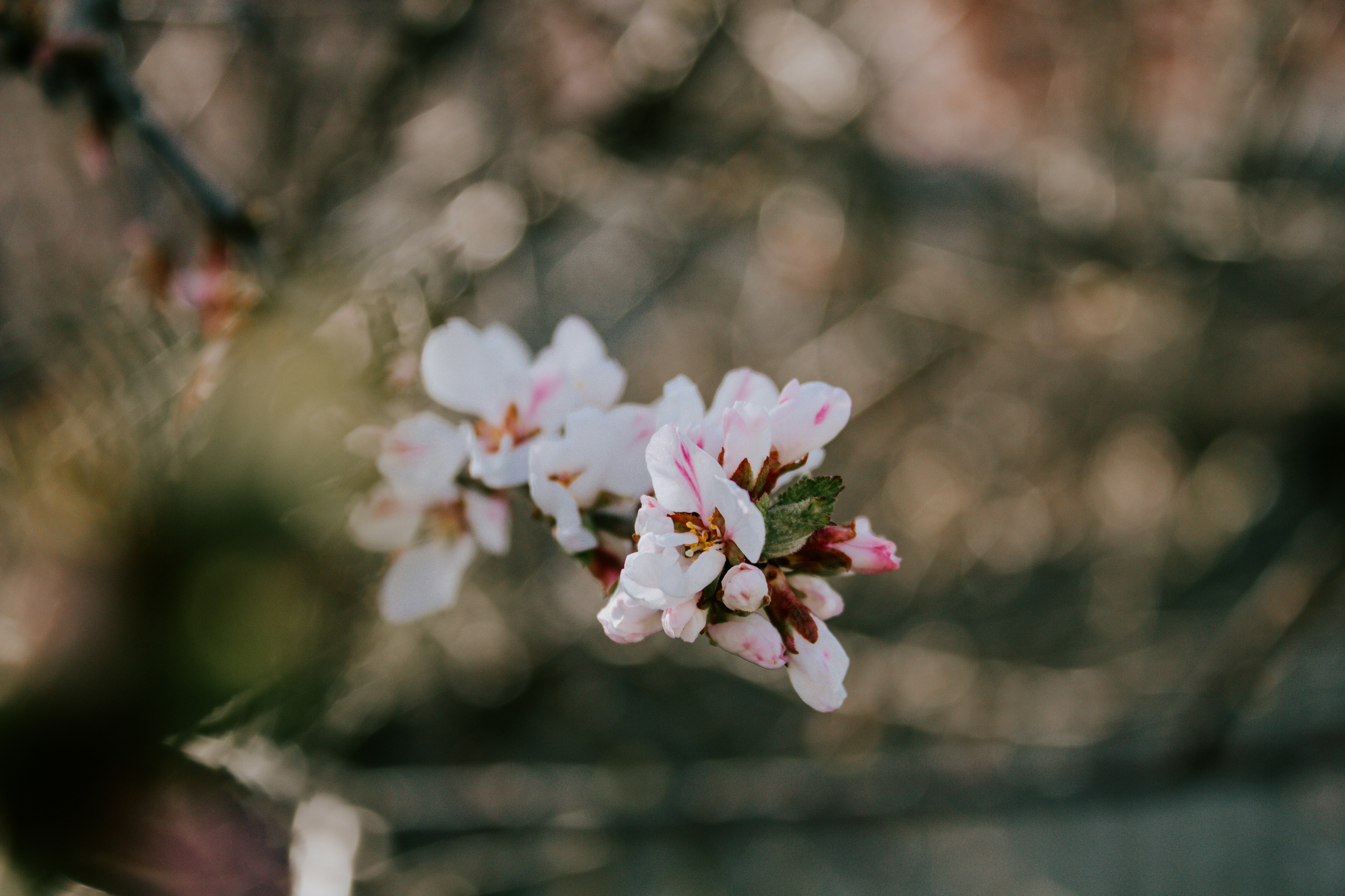 Photo by karinavitvitska