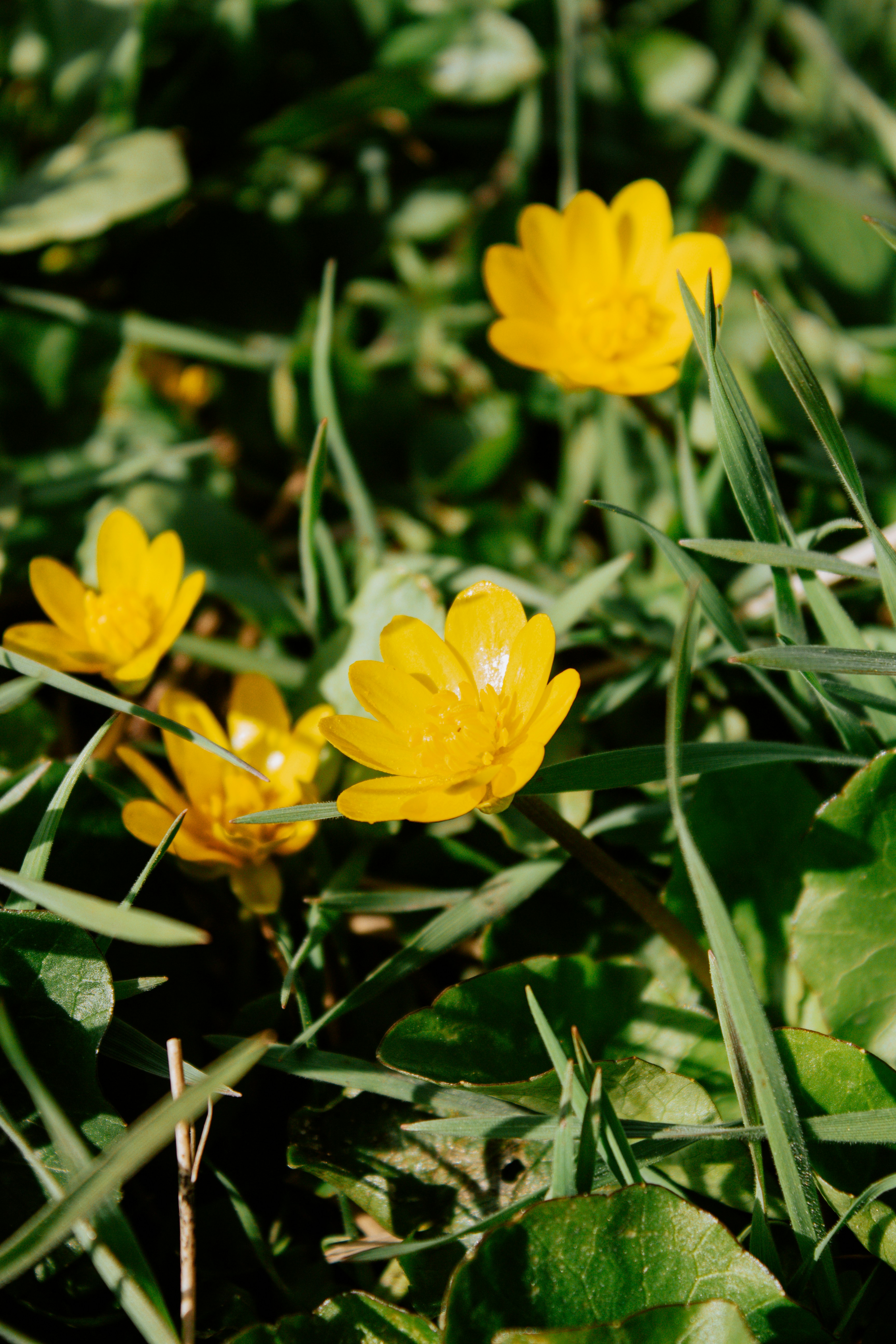 a group of yellow flowers sitting on top of a lush green field