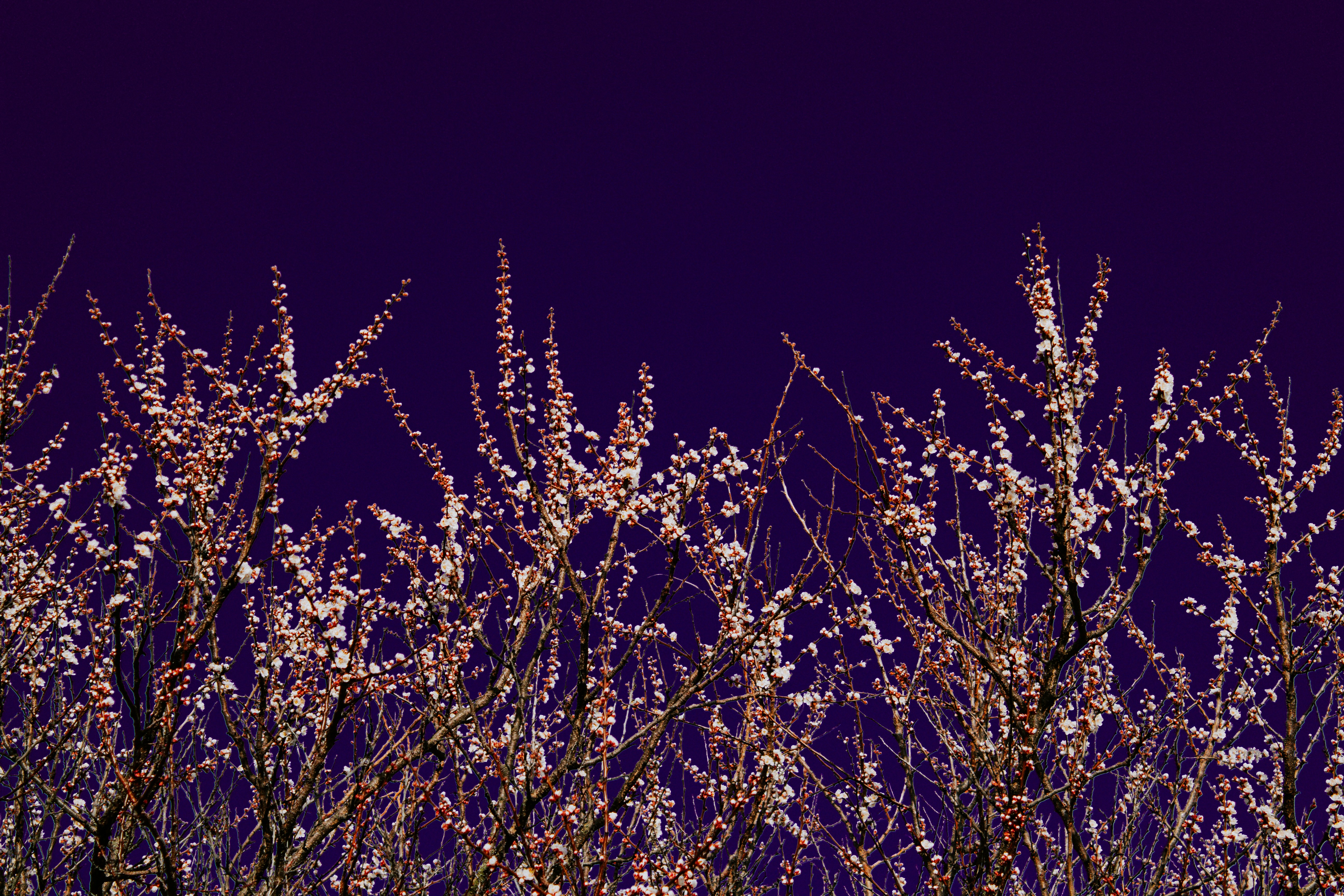 a bunch of flowers that are in the grass