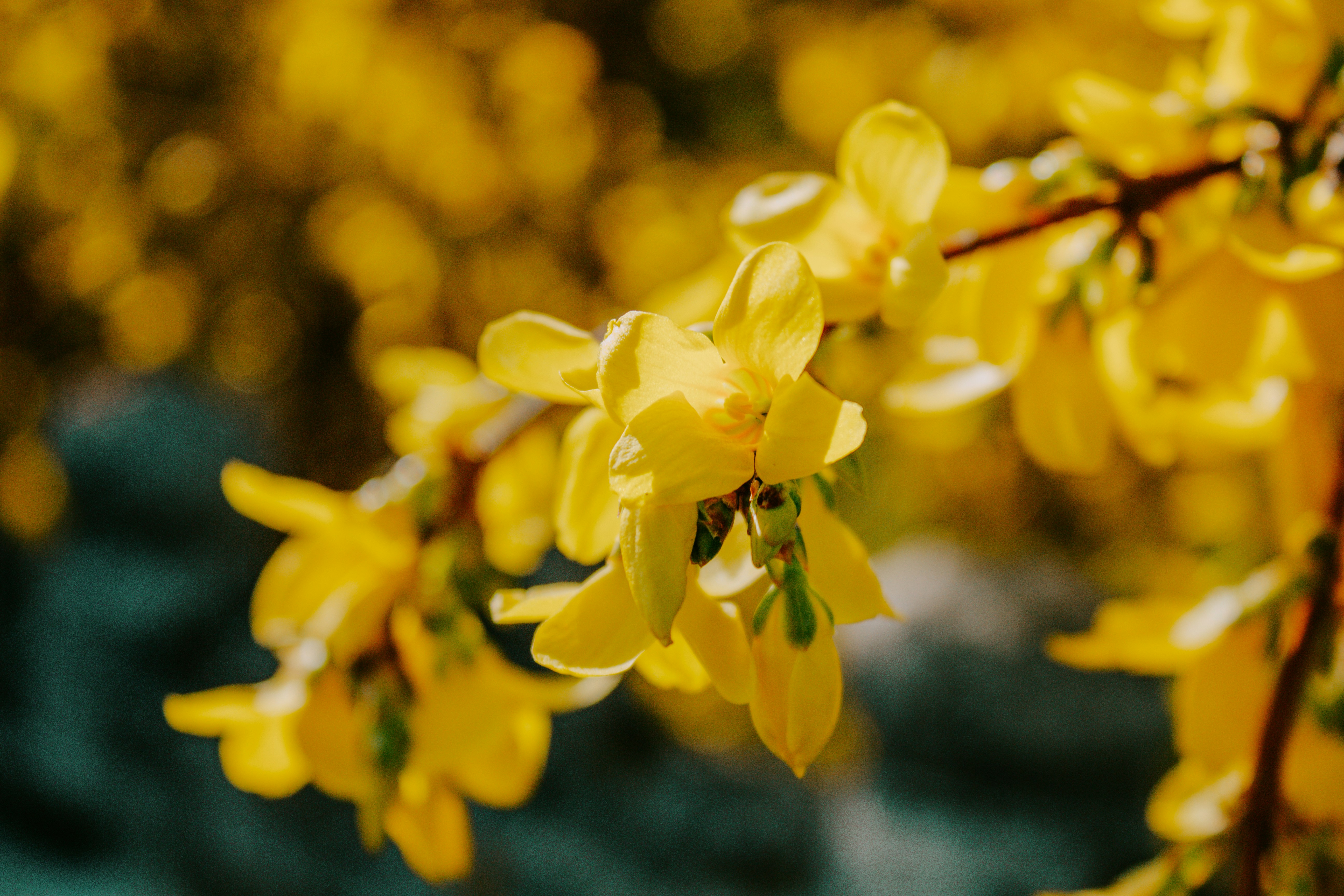 Photo by karinavitvitska