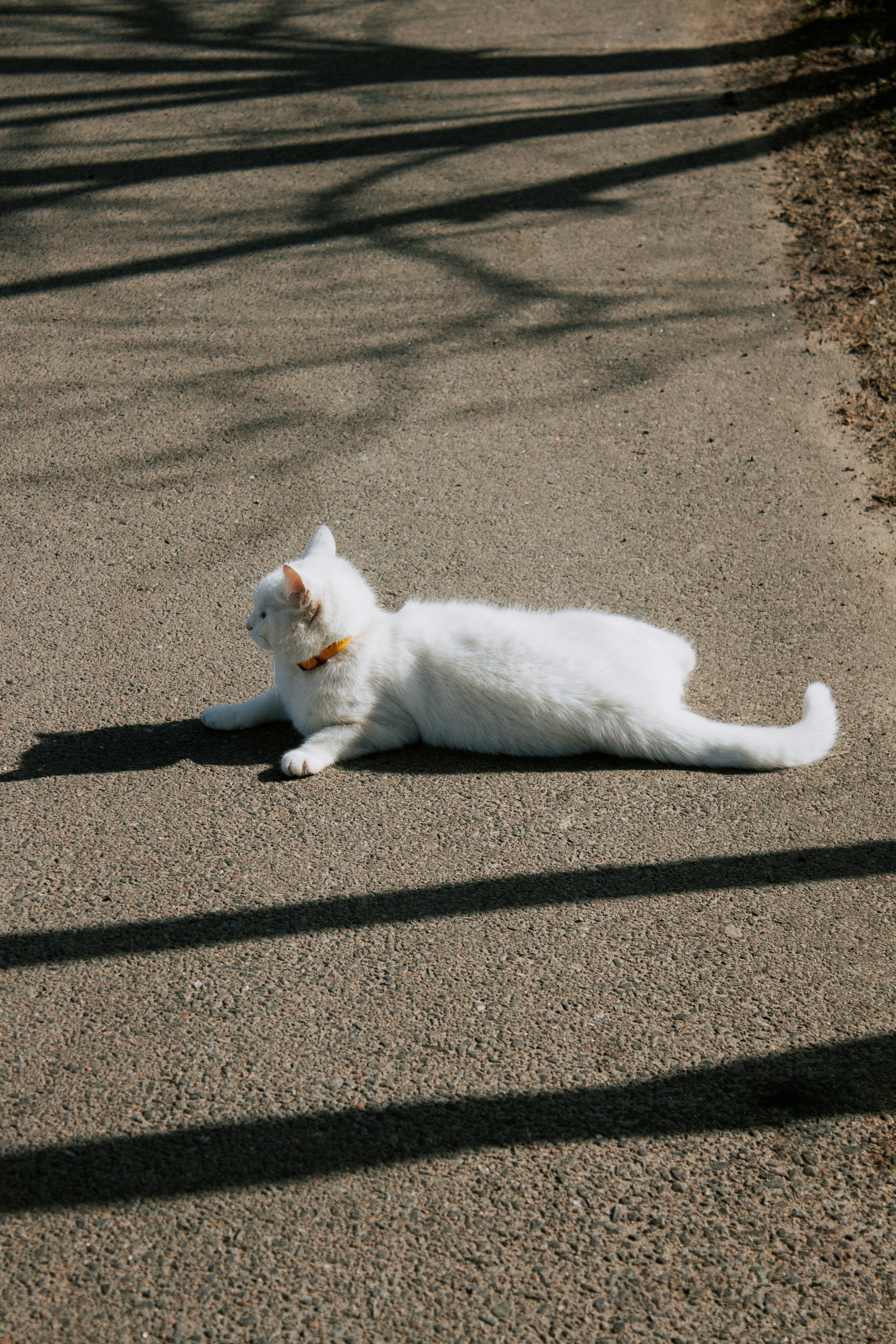 a white cat laying on the ground in the middle of the road