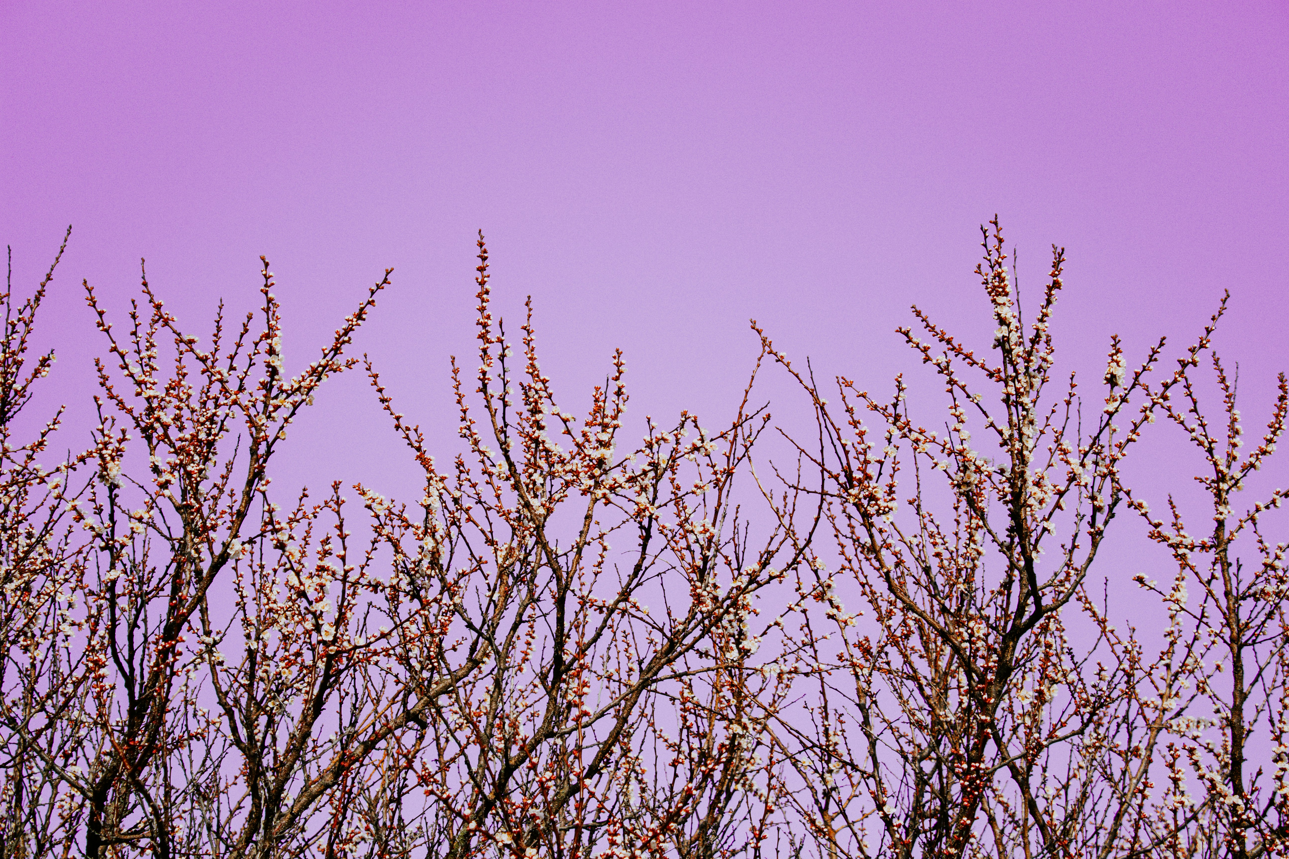 a bird is perched on top of a tree