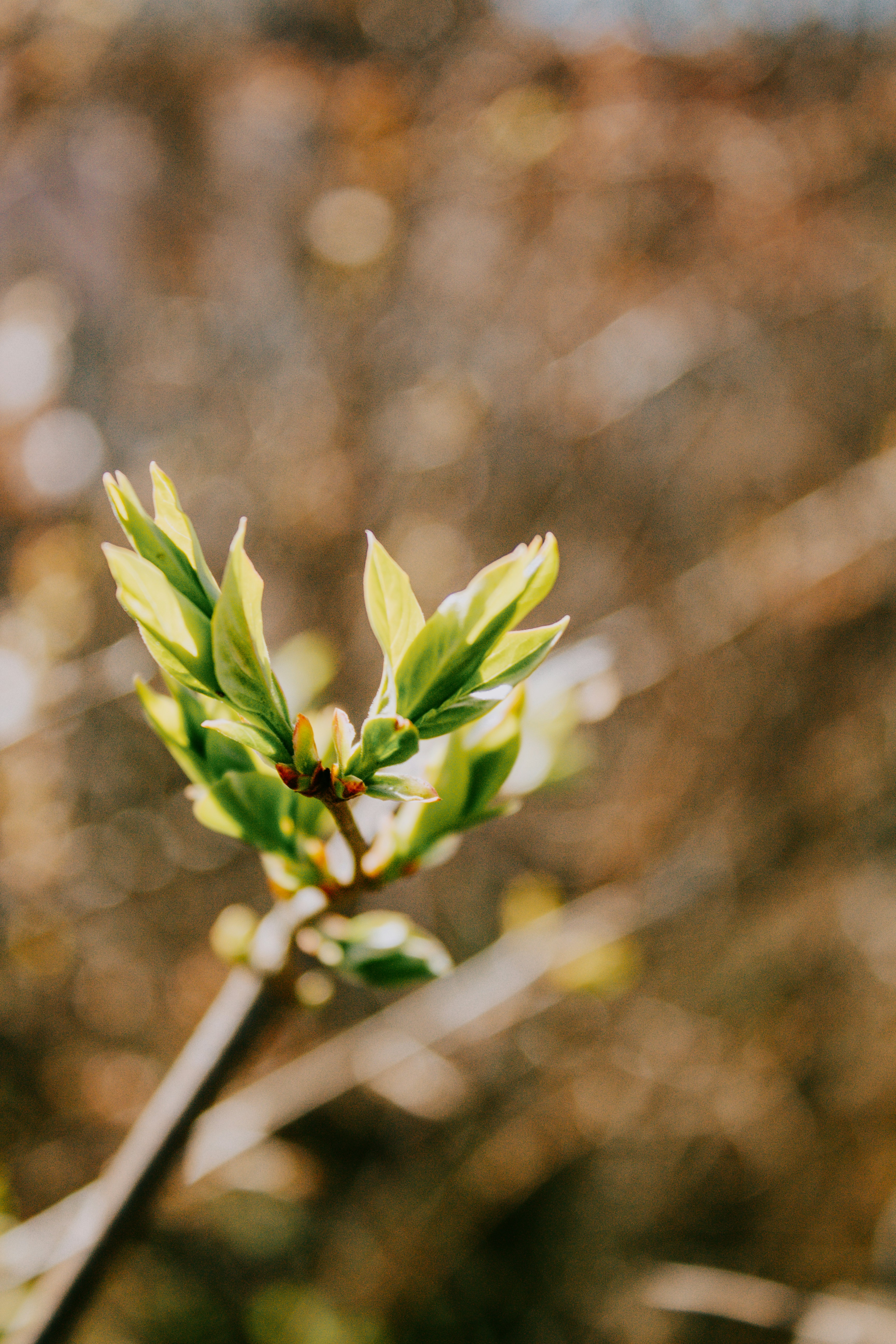 Photo by karinavitvitska