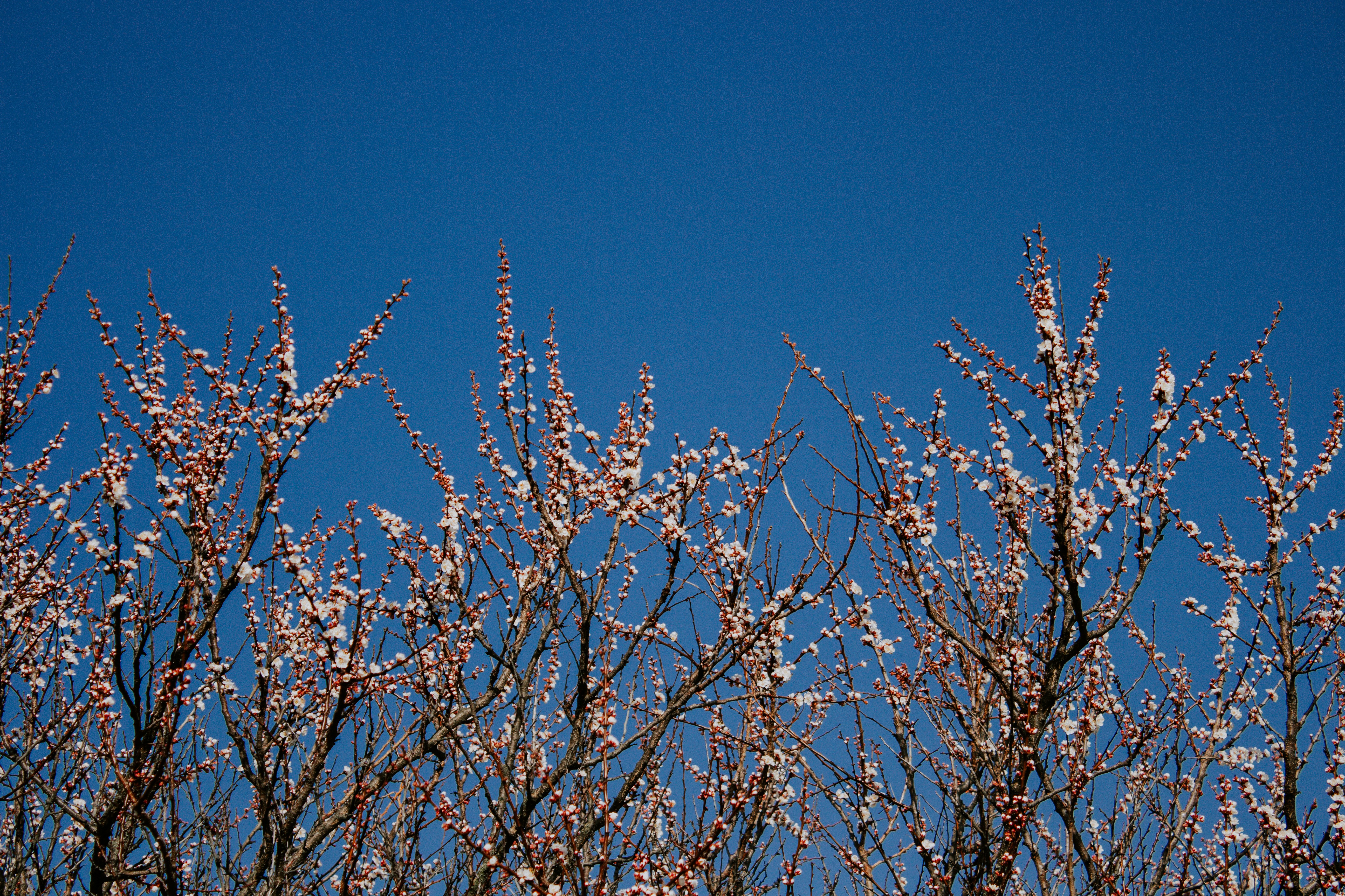 Photo by karinavitvitska