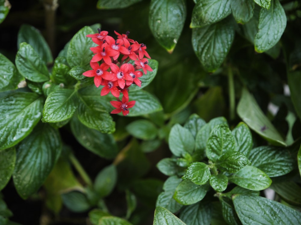 a red flower surrounded by green leaves