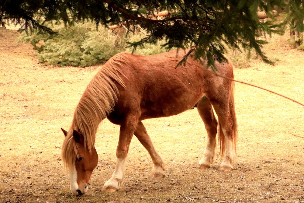 a brown horse eating grass under a tree