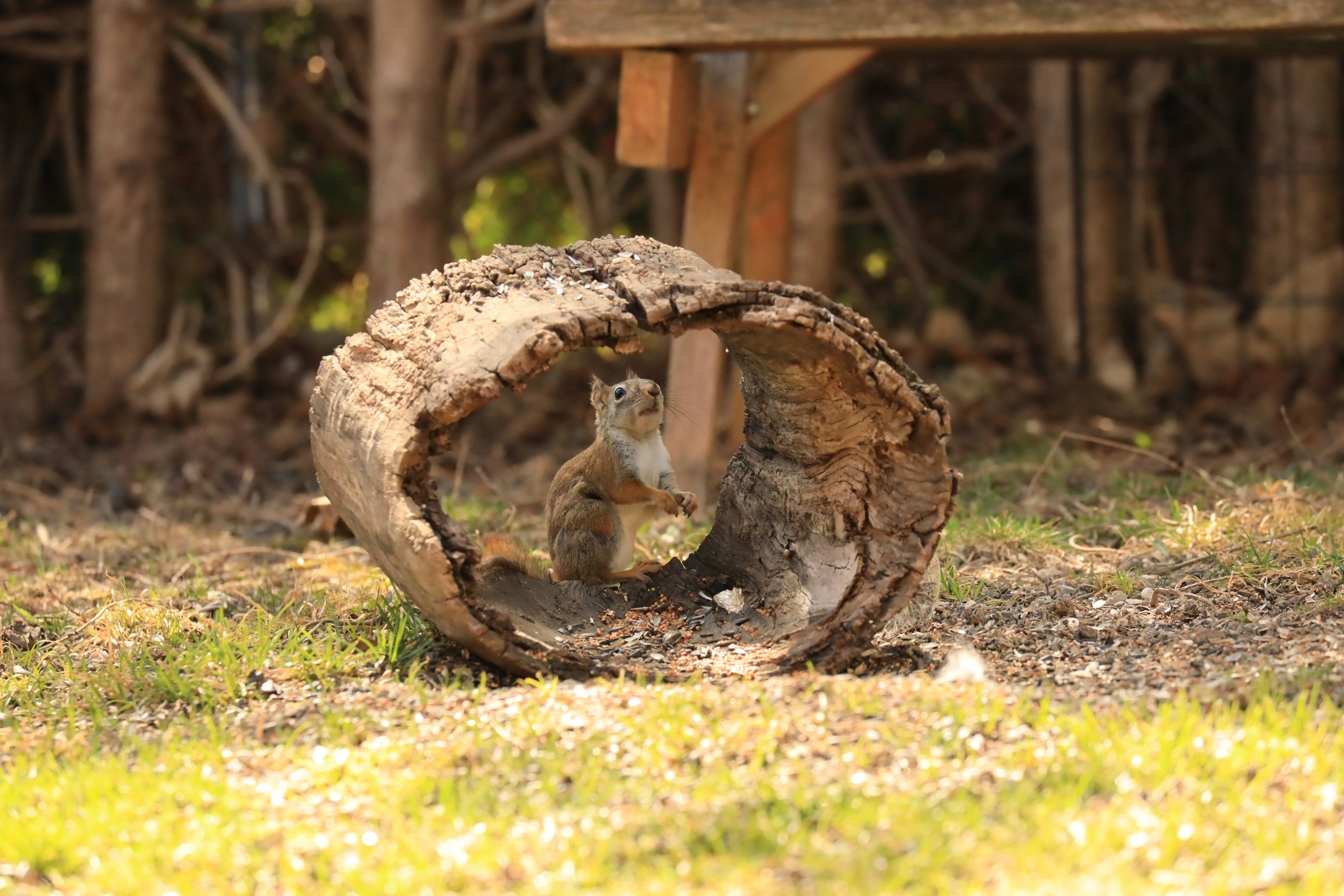 A squirrel sitting inside of a log in the grass photo – Free Animal ...
