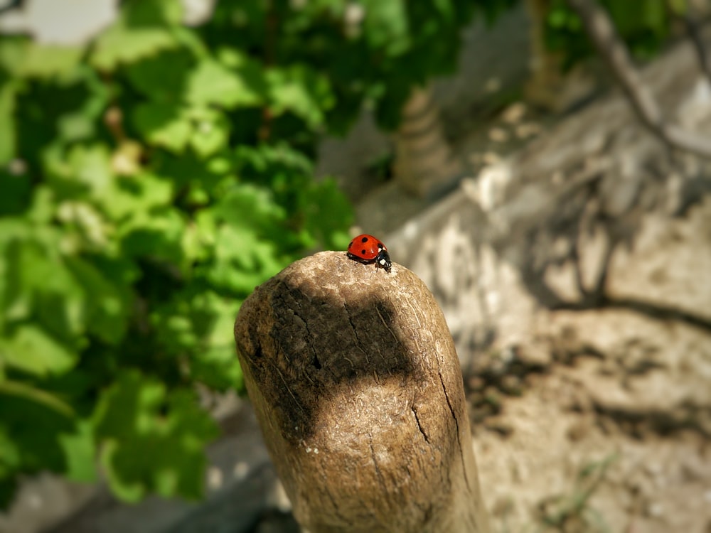 a small red ladybug sitting on top of a rock