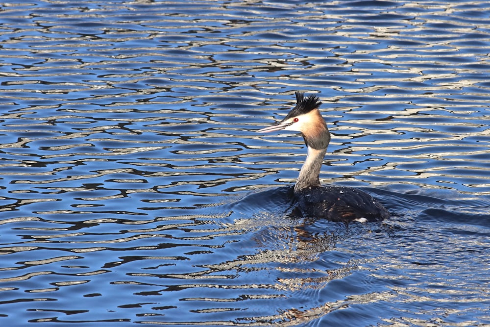 a bird sitting on top of a body of water