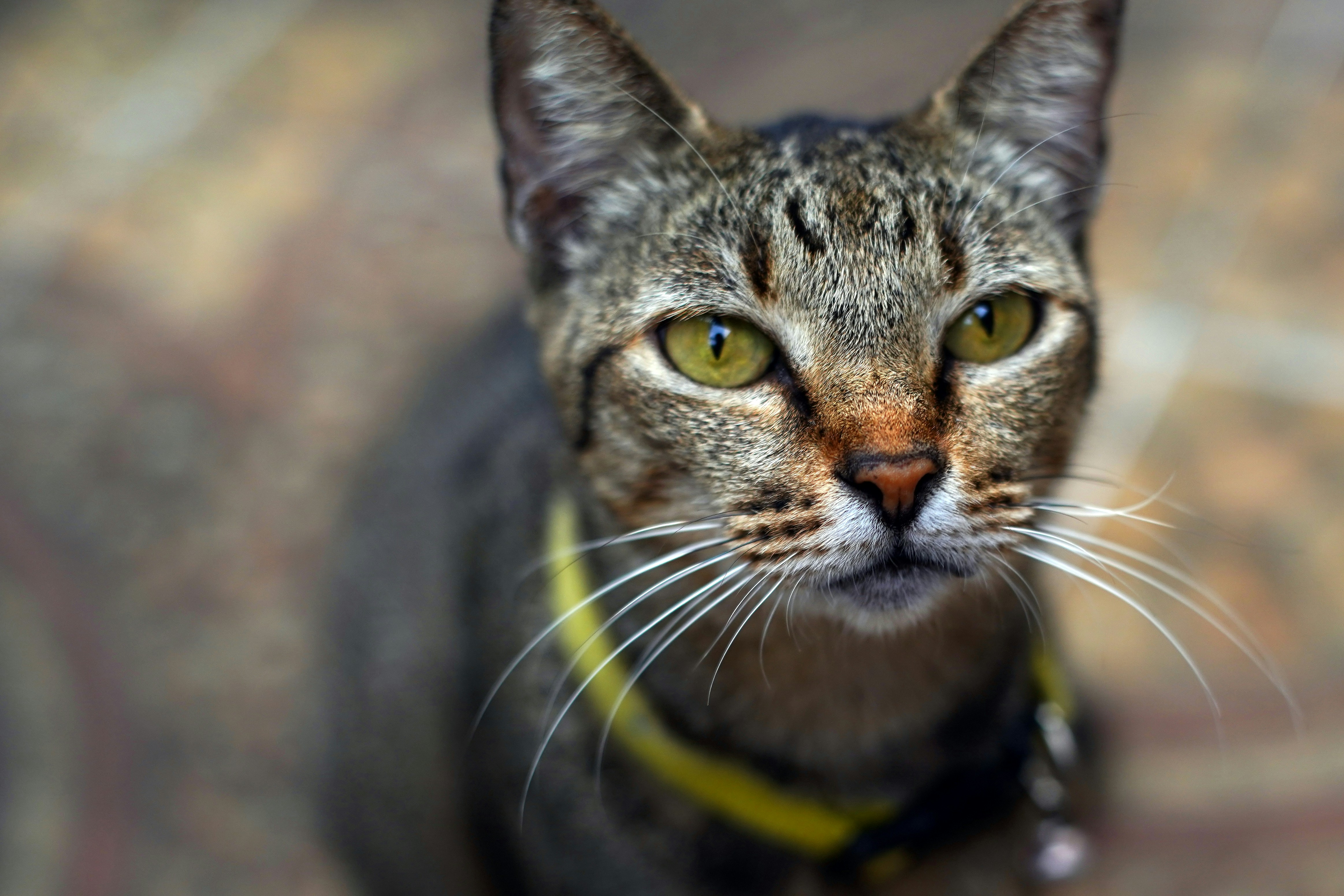 a close up of a cat with a yellow collar
