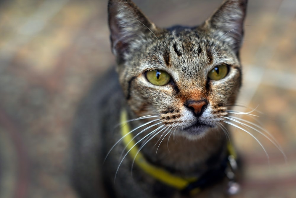 Un primo piano di un gatto con un collare giallo