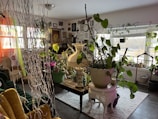 An inviting living room featuring a variety of indoor plants.