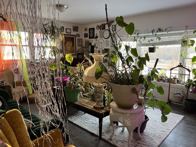 A cozy living room corner with a variety of lush green houseplants in decorative pots.