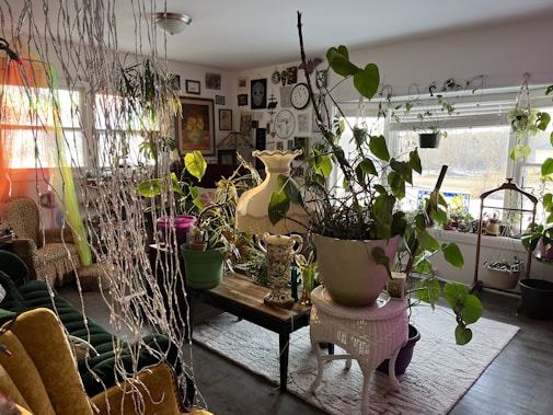 A cozy living room filled with a variety of lush green plants in different pots, placed on a wooden table and hanging by the window. The room has a vintage feel with a mix of chairs and sofas, surrounded by walls decorated with numerous pictures, paintings, and clocks. There's a dimly lit ambiance enhanced by a warm-colored lampshade and natural light streaming in from a large window.