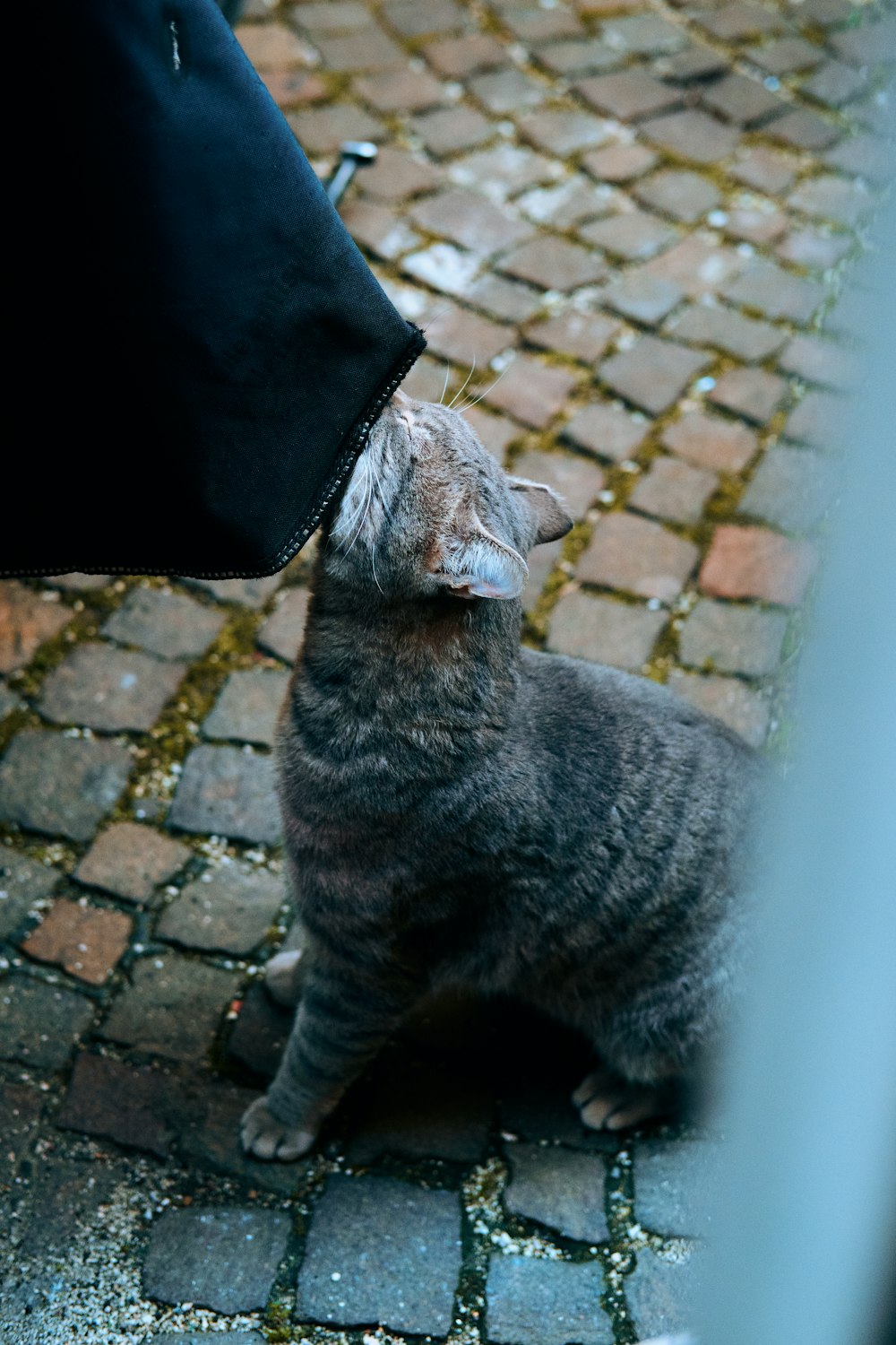 un gatto seduto a terra accanto a una persona