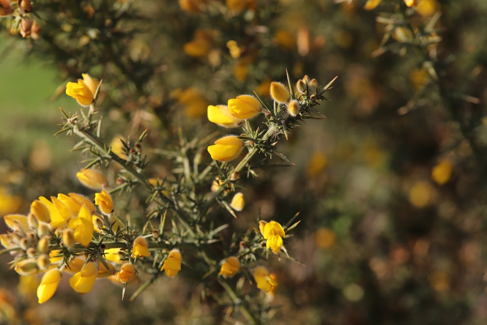 a close up of a plant with yellow flowers