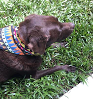 A small dog with a colorful bandana, happily running on green grass.