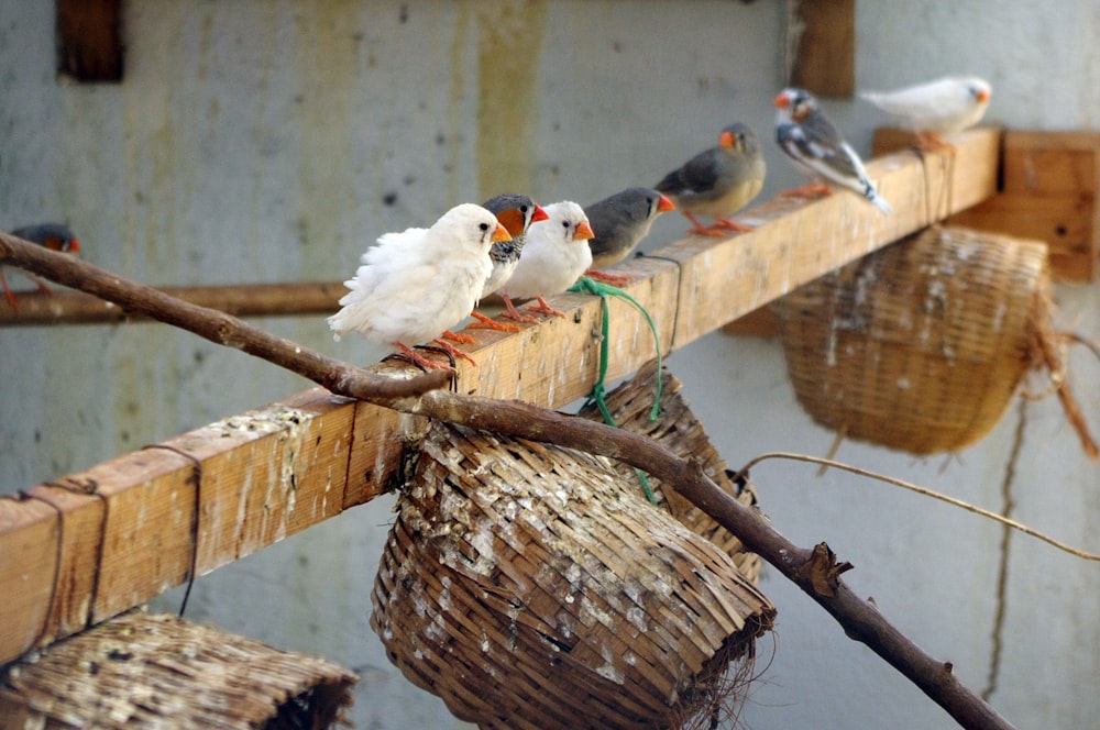 a group of birds sitting on top of a wooden beam