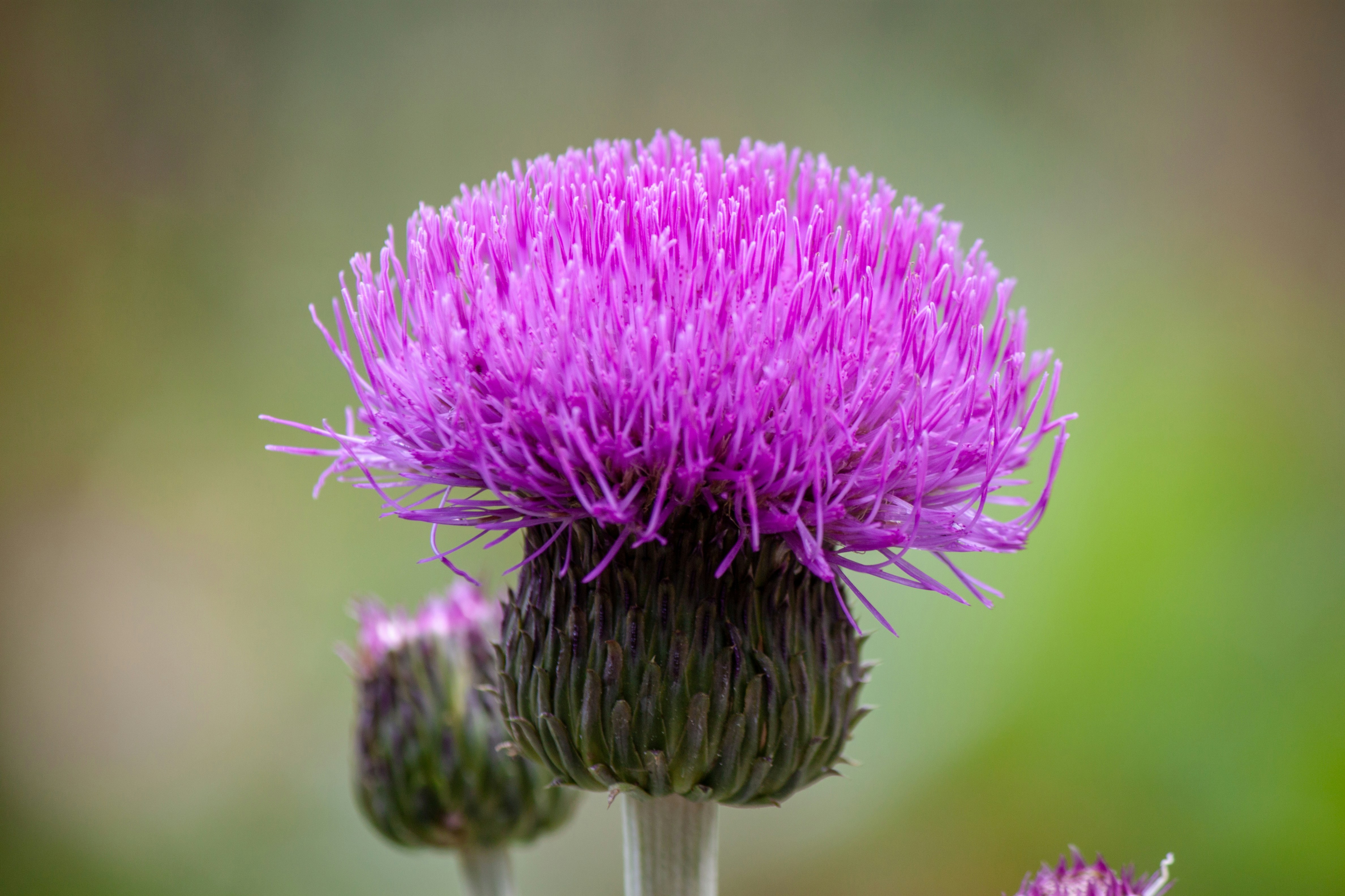 Photo by matthieur68