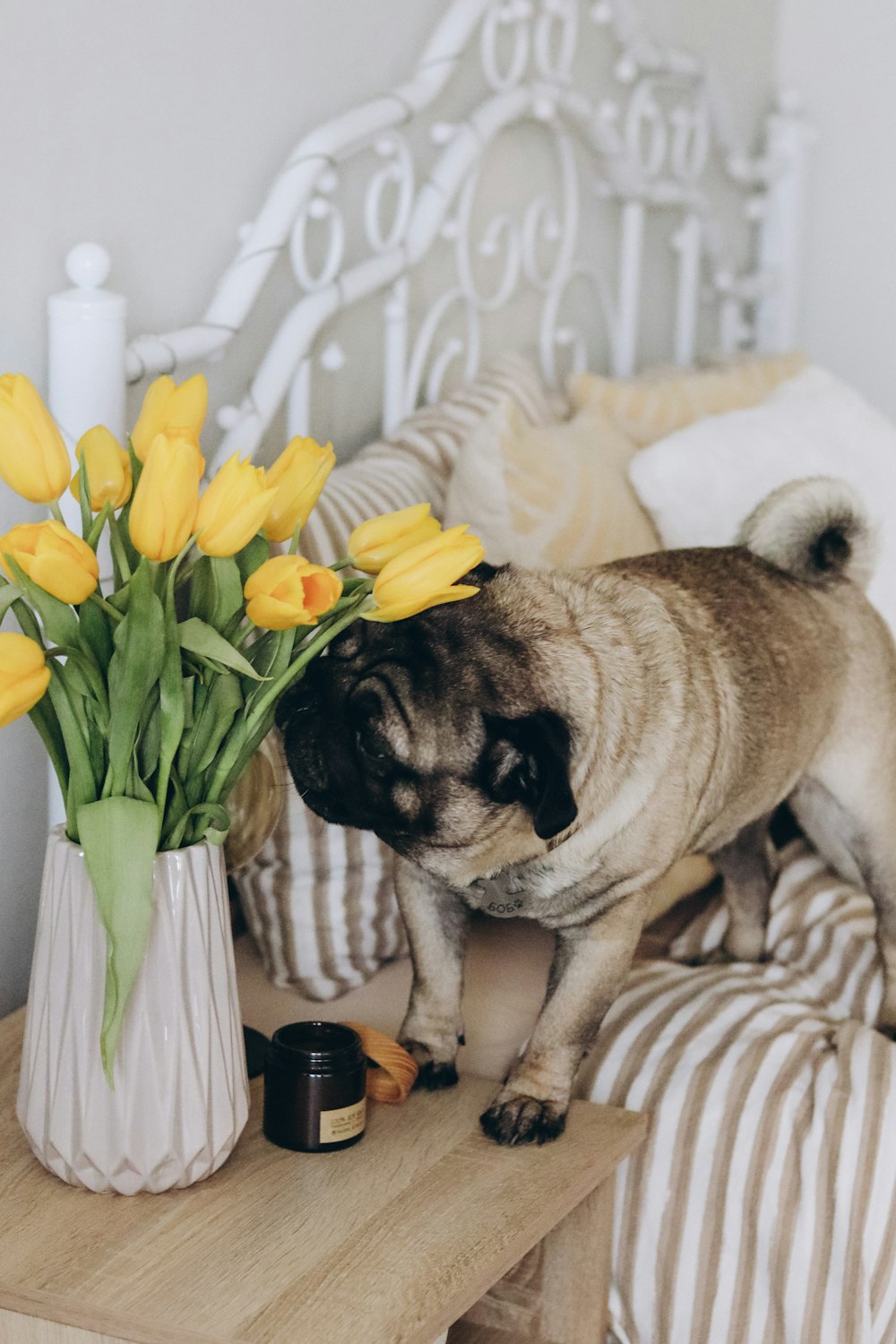 a pug standing on a bed next to a vase with yellow flowers