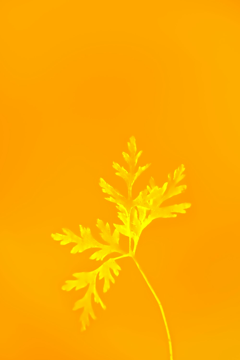 a close up of a plant on a yellow background