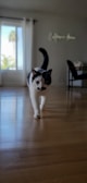 A black and white cat walks toward the camera on a wooden floor inside a bright room. In the background, there is a window with curtains that reveal a tall palm tree outside. A decorative sign on the wall reads 'California love', and there is a desk with a chair to the right.