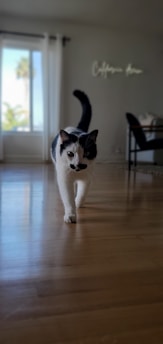 A black and white cat walks toward the camera on a wooden floor inside a bright room. In the background, there is a window with curtains that reveal a tall palm tree outside. A decorative sign on the wall reads 'California love', and there is a desk with a chair to the right.