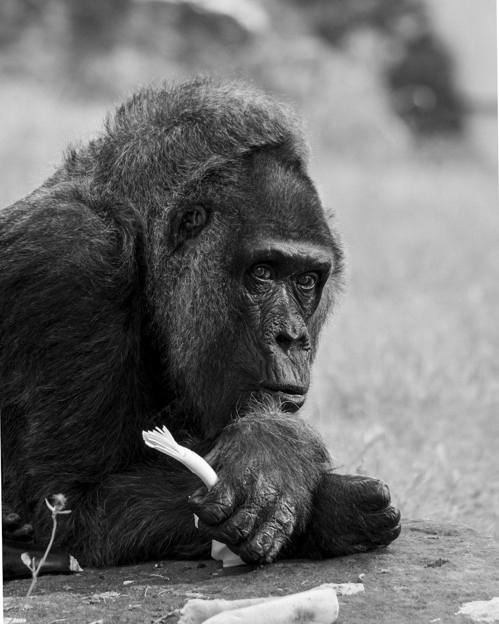 a black and white photo of a monkey holding a toothbrush