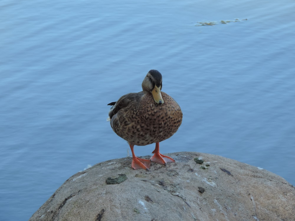 a duck is standing on a rock by the water