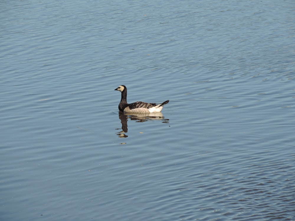 a black and white duck floating on top of a lake