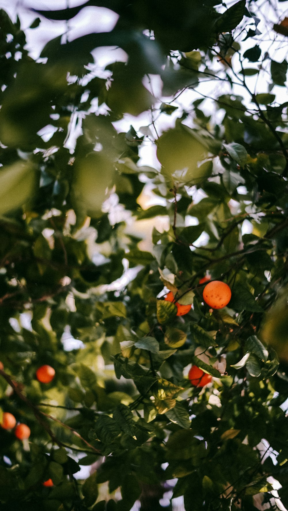 a tree filled with lots of oranges under a blue sky