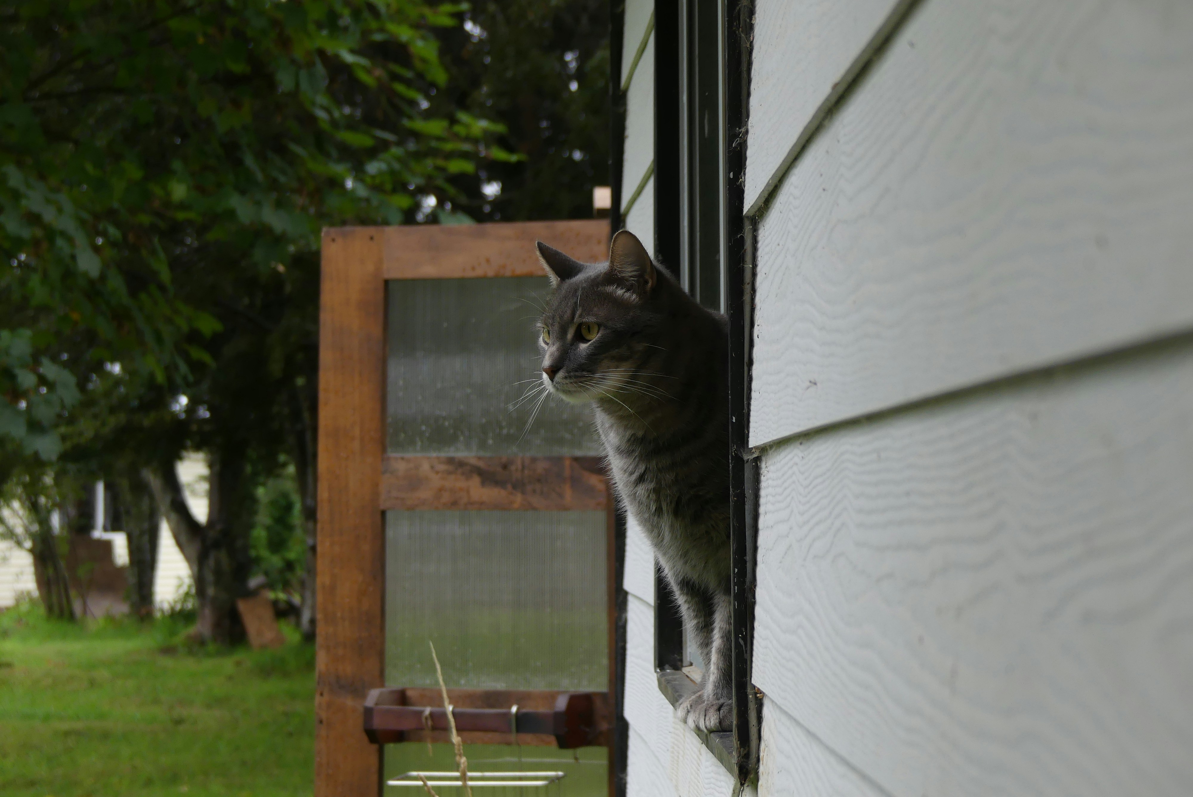 Create a Window Wonderland with Perches and Bird Feeders (image credits: unsplash)