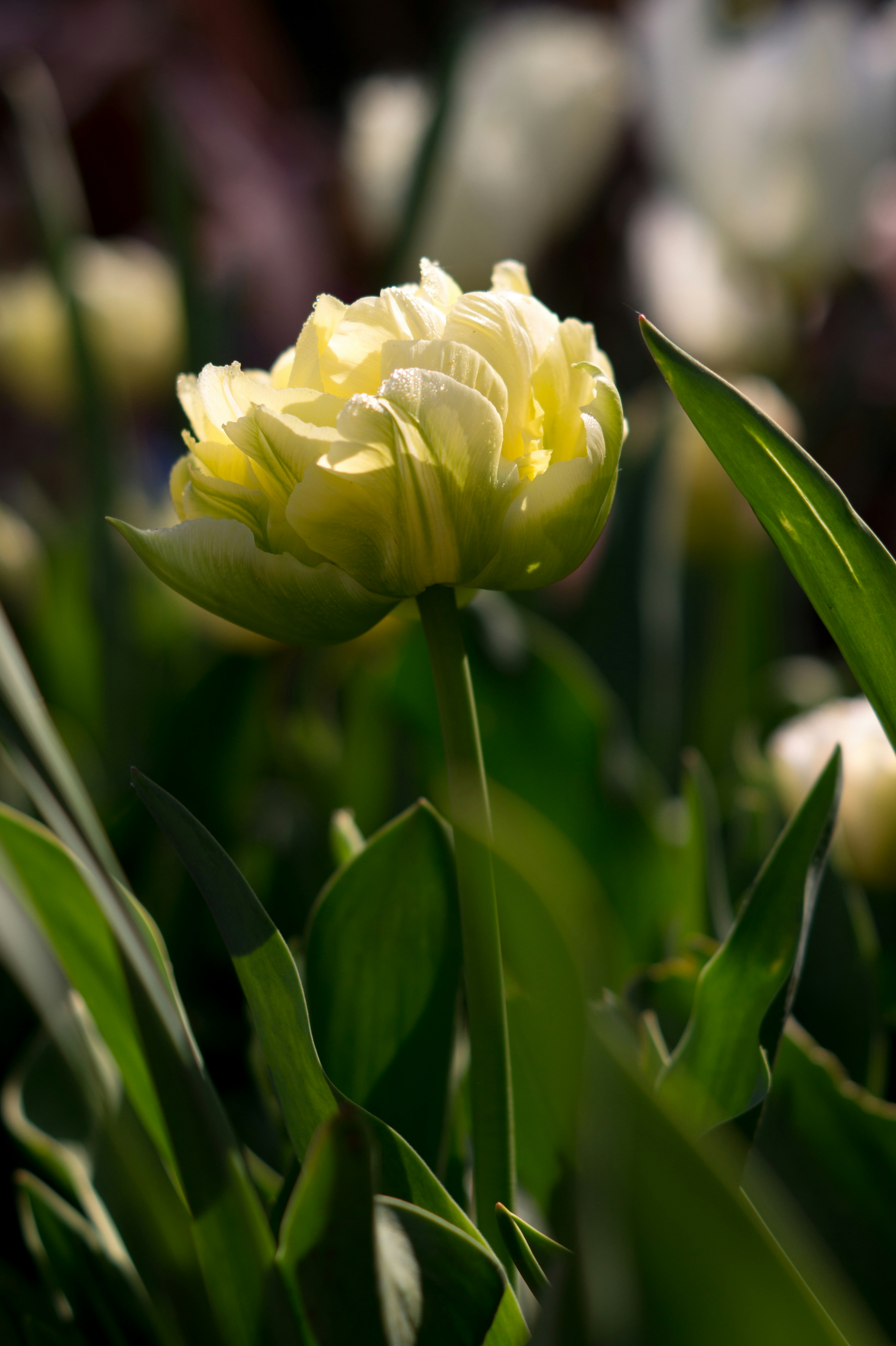 Nahaufnahme einer gelben Blume mit grünen Blättern