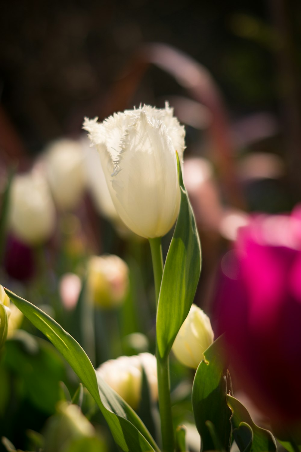 a close up of a white flower in a field