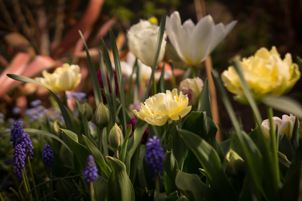 a bunch of flowers that are in the grass