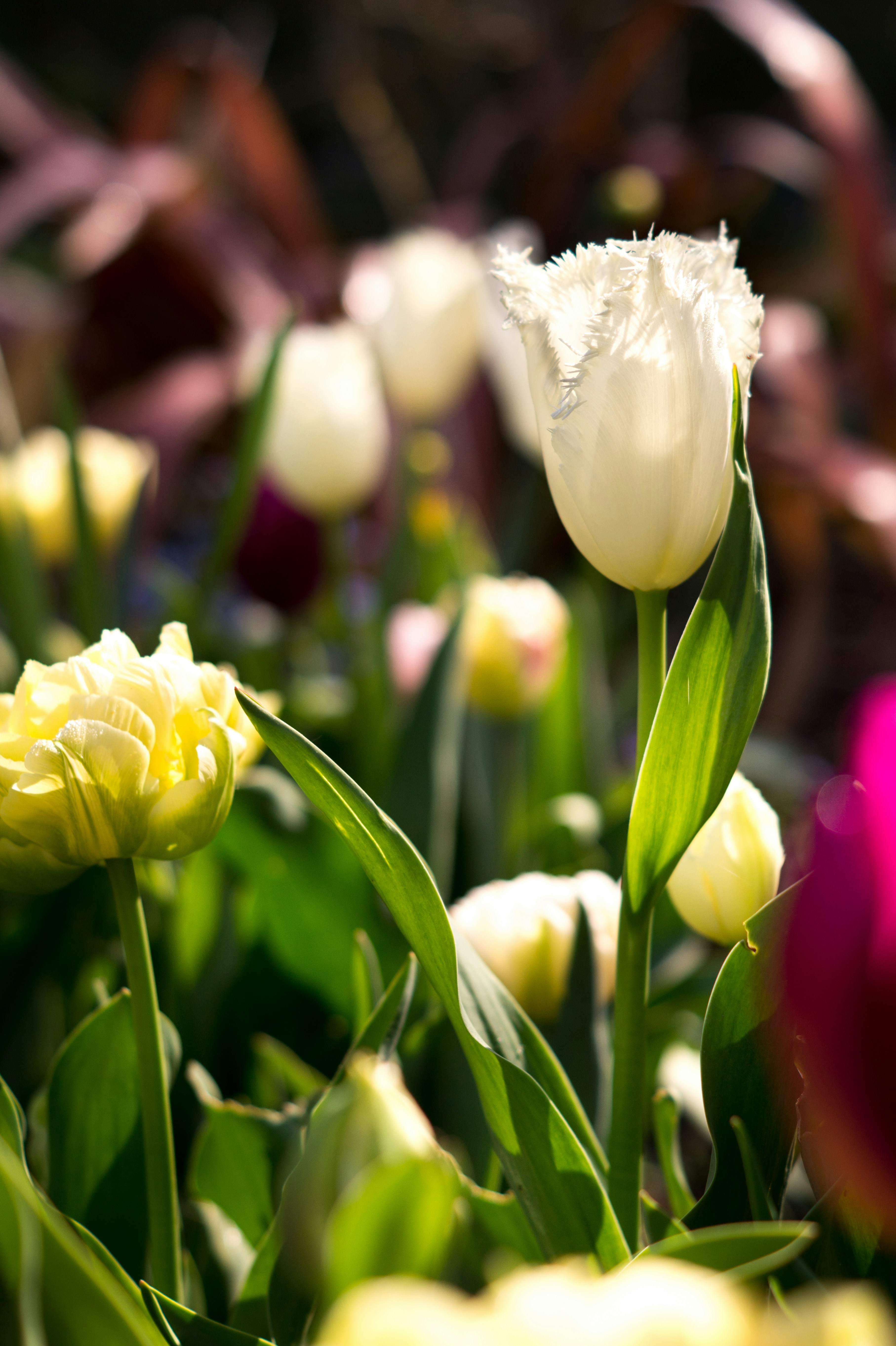 ein Strauß Blumen, die im Gras sind