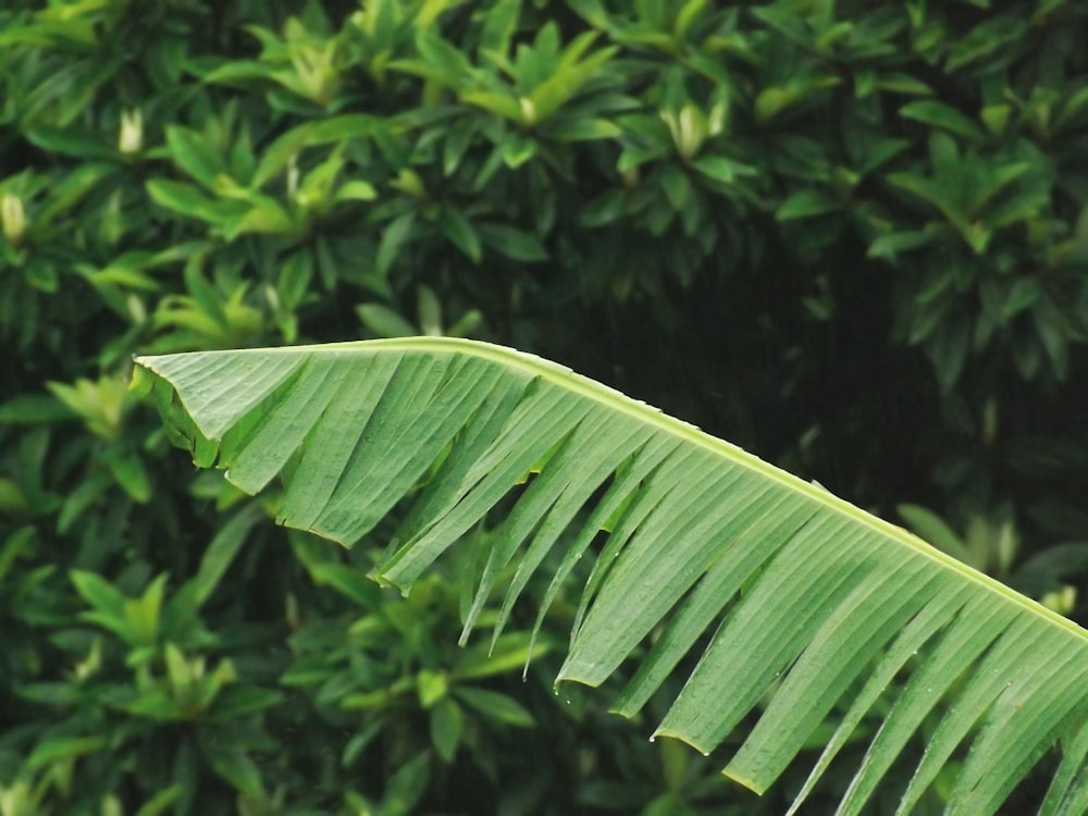 a close up of a large green leaf