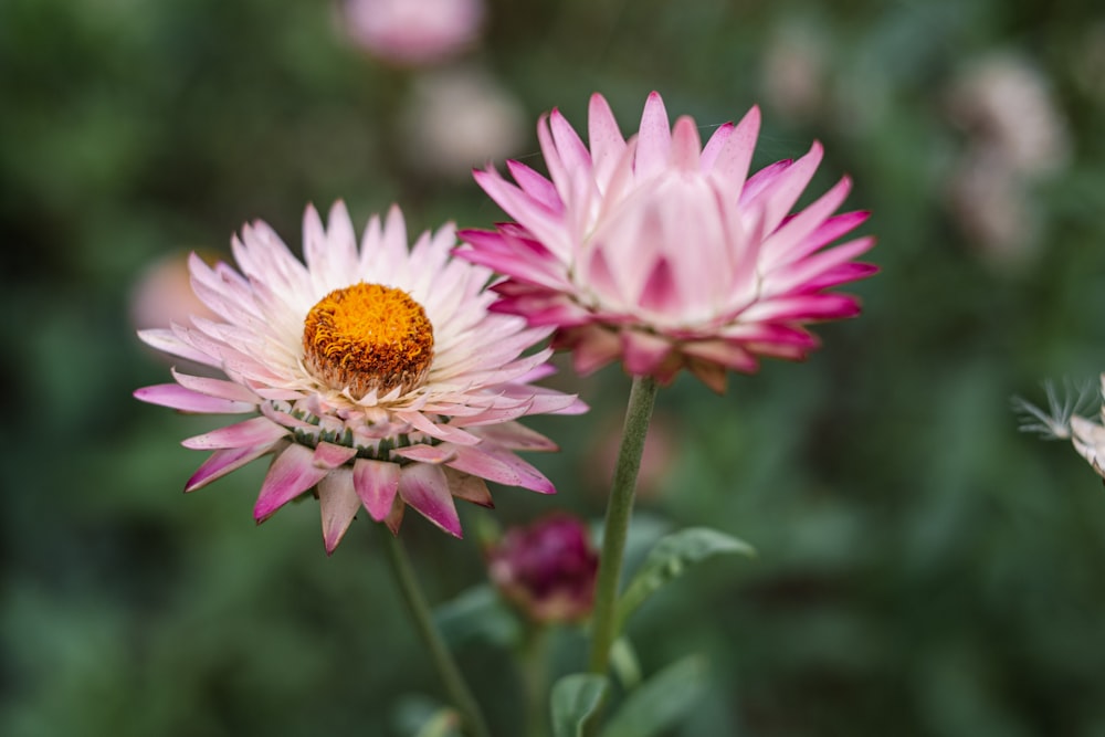 a close up of a flower with a blurry background